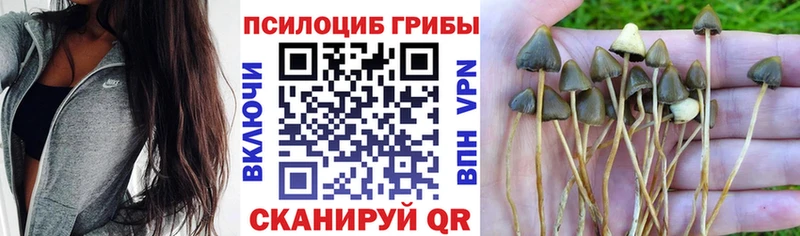 Купить где  Поворино  Псилоцибиновые грибы Cubensis 
